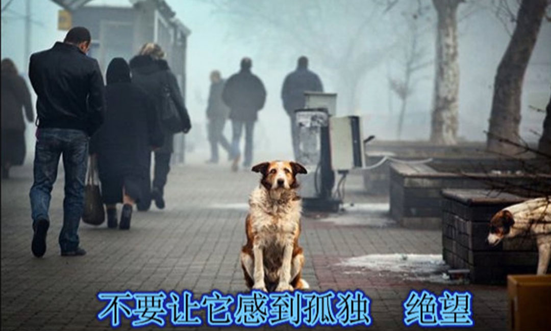 唐山爱影圈微博微信转发案例